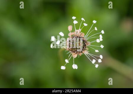 Plantain Ribwort (Plantago lanceolata) testa di fiore visto dall'alto Foto Stock