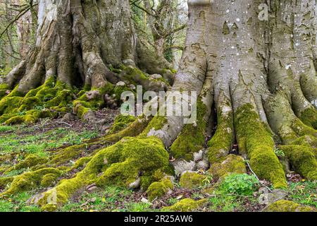 Due alberi di faggio che crescono l'uno accanto all'altro con i loro sistemi di radice bella che mostra sopra terra Foto Stock
