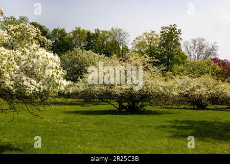 Collezione di ananas in piena fioritura. Royal Botanical Gardens Arboretum Hamilton Ontario Canada Foto Stock