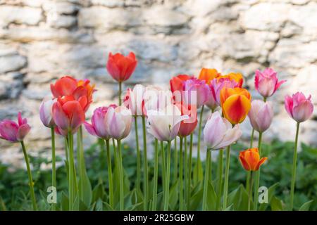 Mix di tulipani fiori in giardino. Muro imbiancato sullo sfondo Foto Stock