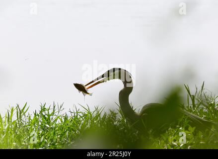 Airone blu a caccia di pesce Foto Stock