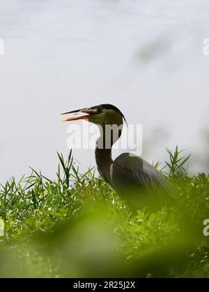 Airone blu a caccia di pesce Foto Stock