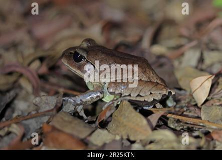 Grande rana rossa (Mixophyes fasciolatus) adulto sul pavimento della foresta di notte D'Aguilar Range, Queensland, Australia. Marzo Foto Stock