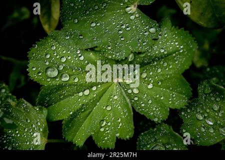 Wassertropfen auf Blatt Foto Stock