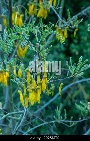 Primo piano pianta naturale fioritura ritratto di Sophora Tetraptera Foto Stock