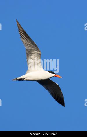 Caspian Tern (Hydroprogne caspia), Burns Pond Wildlife Area, Oregon Foto Stock