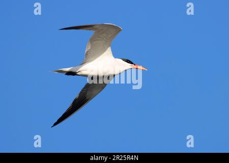 Caspian Tern (Hydroprogne caspia), Burns Pond Wildlife Area, Oregon Foto Stock