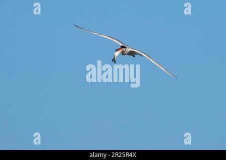 Caspian Tern (Hydroprogne caspia), Burns Pond Wildlife Area, Oregon Foto Stock