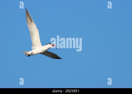 Caspian Tern (Hydroprogne caspia), Burns Pond Wildlife Area, Oregon Foto Stock