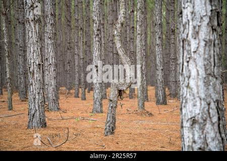 Albero di misshapen in file di pino piantato diritto Foto Stock