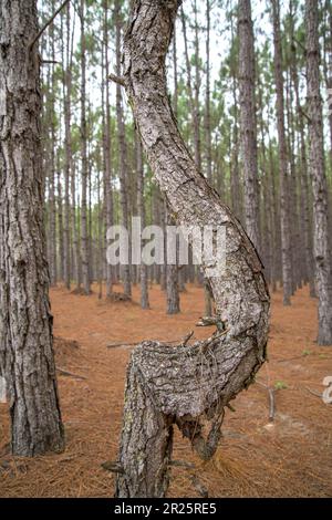 Albero di misshapen in file di pino piantato diritto Foto Stock