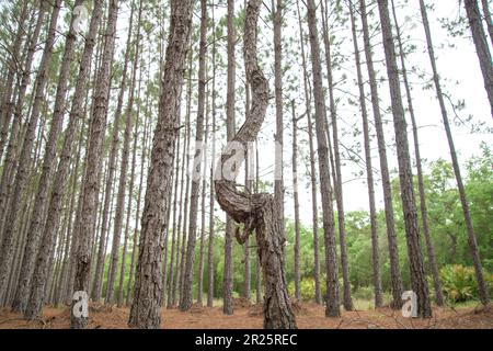 Albero di misshapen in file di pino piantato diritto Foto Stock