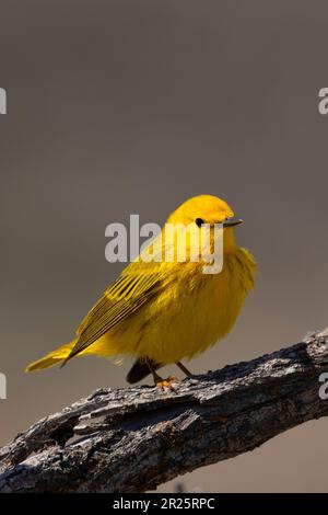 Giallo Warbler (Setophaga petechia), Malheur National Wildlife Refuge, Oregon Foto Stock