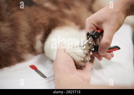 Immagine closeup delle griffe di taglio del groomer del cane peloso grande Foto Stock