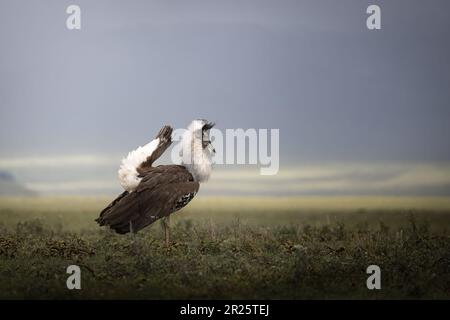 Selvaggio e maestoso busto maschio Kori nella prateria del Parco Nazionale del Serengeti, Tanzania, Africa Foto Stock