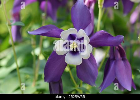 primo piano di un bel fiore blu a larga vista di un'aquilegia caerulea su uno sfondo naturale sfocato Foto Stock