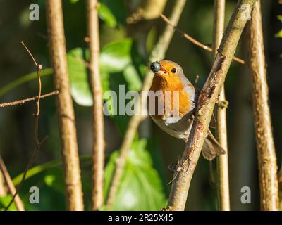 Un ladino europeo in Inghilterra Foto Stock