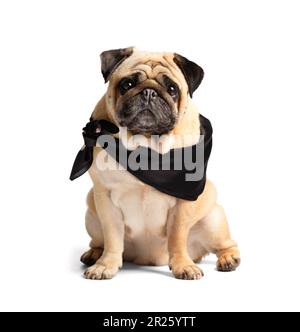 Pureed carino simpatico pug amichevole divertente in una sciarpa nera elegante intorno al collo su uno sfondo bianco. Abbigliamento e accessori per animali domestici. Foto Stock