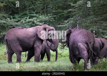Mandria selvaggia di grande elefante africano grigio nel cespuglio del Parco Nazionale del Serengeti, Tanzania, Africa Foto Stock