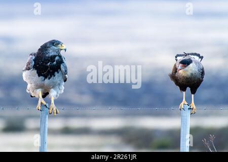 Aguila Mora, Geranoteus melanoleucus e Crested Meridionale Cara Cara. Seduto su un palo di recinzione. Foto Stock