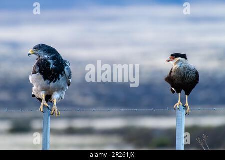 Aguila Mora, Geranoteus melanoleucus e Crested Meridionale Cara Cara. Seduto su un palo di recinzione. Foto Stock