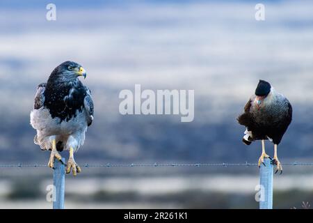 Aguila Mora, Geranoteus melanoleucus e Crested Meridionale Cara Cara. Seduto su un palo di recinzione. Foto Stock