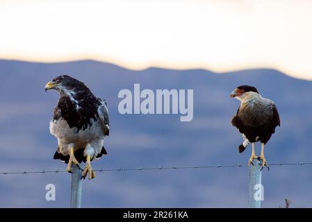 Aguila Mora, Geranoteus melanoleucus e Crested Meridionale Cara Cara. Seduto su un palo di recinzione. Foto Stock