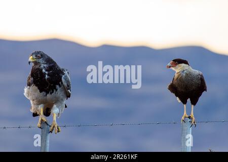 Aguila Mora, Geranoteus melanoleucus e Crested Meridionale Cara Cara. Seduto su un palo di recinzione. Foto Stock