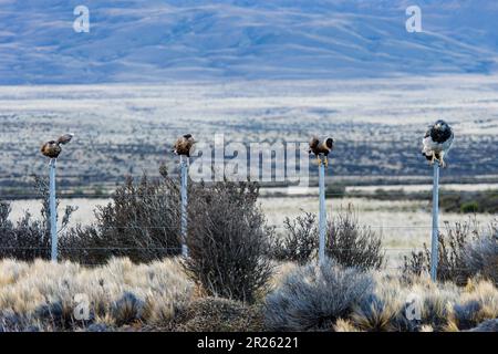 Aguila Mora, Geranoteus melanoleucus e Crested Meridionale Cara Cara. Seduto su un palo di recinzione. Foto Stock