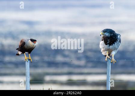 Aguila Mora, Geranoteus melanoleucus e Crested Meridionale Cara Cara. Seduto su un palo di recinzione. Foto Stock