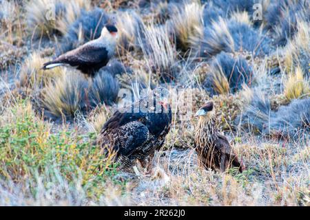 Aguila Mora, Geranoteus melanoleucus e Crested Meridionale Cara Cara. Seduto su un palo di recinzione. Foto Stock