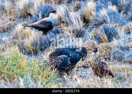 Aguila Mora, Geranoteus melanoleucus e Crested Meridionale Cara Cara. Seduto su un palo di recinzione. Foto Stock