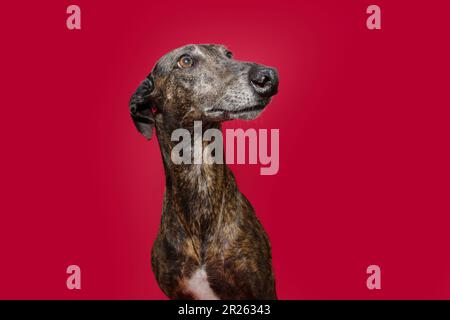 Levriero brindle ritratto che guarda via. Isolato su sfondo rosso Foto Stock