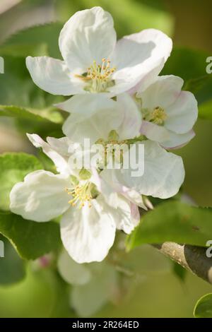 Il melo in fiore. Fiori di mela in un frutteto primaverile. Primo piano di fiori bianchi su un albero di mela. Foto Stock
