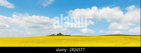 Grande panorama di paesaggio con campo di fiori gialli sotto un bel cielo blu con nuvole bianche in primavera Foto Stock