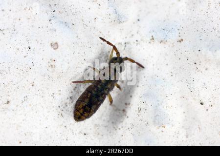 Una coda di palude, Isotomurus palustris sulla parete del tubo. Foto Stock