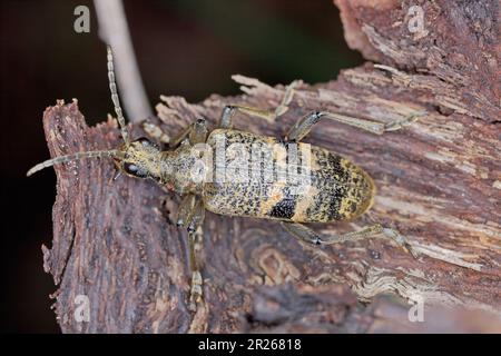 Uno scarabeo di longhorn (Cerambycidae) di Rhagium su legno marcio. Foto Stock