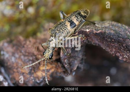 Uno scarabeo di longhorn (Cerambycidae) di Rhagium su legno marcio. Foto Stock