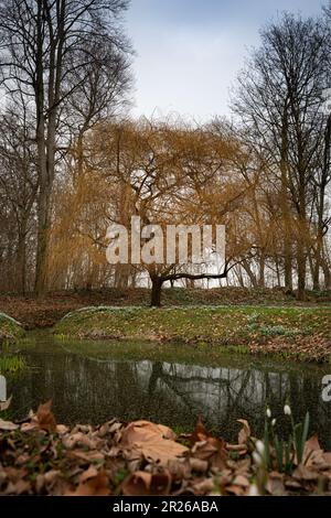 Un grande salice si trova accanto a un piccolo stagno. I colori autunnali rendono l'albero giallo dorato. Foto Stock