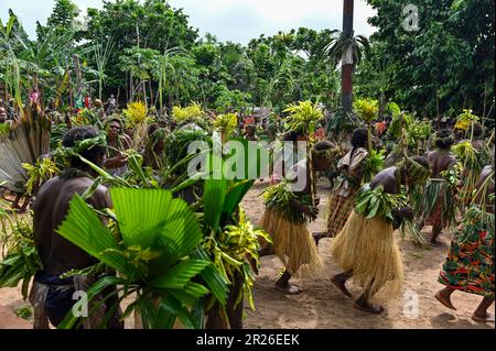 Le danze tradizionali delle popolazioni indigene sull'isola di Utupua nelle Isole Salomone sono ricche di significato culturale e spesso accompagnate da musica e movimenti ritmici. La Danza di benvenuto viene eseguita per accogliere ospiti o visitatori nella comunità. In genere è caratterizzato da costumi vibranti, movimenti gioiosi e espressioni di ospitalità e calore. Altri includono la danza di guerra, la danza di bambù o la danza del raccolto. Foto Stock