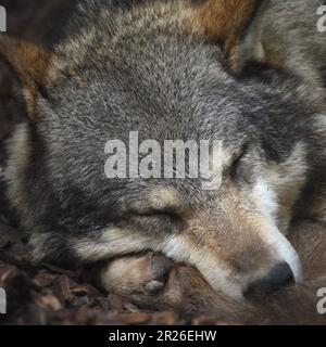 Lupo addormentato, lupo, lupi, impacco lupi, lupi da guardare Foto Stock