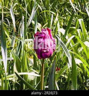 Tulipani viola scuro della varietà Parrot Prince nel parco primaverile stanno cominciando a fiorire Foto Stock