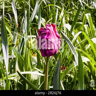 Tulipani viola scuro della varietà Parrot Prince nel parco primaverile stanno cominciando a fiorire Foto Stock