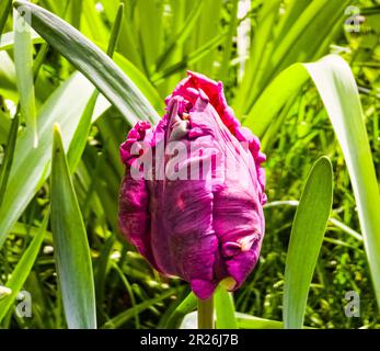 Tulipani viola scuro della varietà Parrot Prince nel parco primaverile stanno cominciando a fiorire Foto Stock