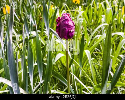 Tulipani viola scuro della varietà Parrot Prince nel parco primaverile stanno cominciando a fiorire Foto Stock