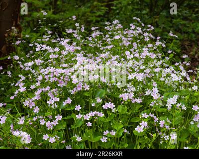 Da primavera rosa a fiori estivi e fogliame succulento di purslane rosa, Claytonia sibirica, un perenne duro di vita annuale a breve Foto Stock