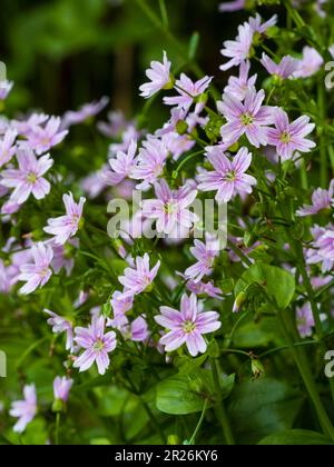 Da primavera rosa a fiori estivi e fogliame succulento di purslane rosa, Claytonia sibirica, un perenne duro di vita annuale a breve Foto Stock