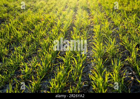 Giovani piantine di grano che crescono sul campo in terra nera. Grano verde primaverile cresce nel suolo. Primo piano sulla segale germogliante in campo agricolo nelle giornate di sole Foto Stock