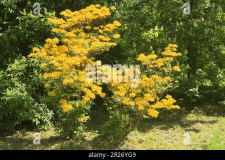 Rhododendron luteum, l'azalea gialla o l'azalea honeysuckle nella fioritura. La fioritura gialla del rododendro cresce a Stromovka a Praga. Foto Stock