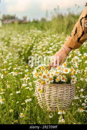 Un cesto di margherite è in un campo con una persona che tiene un cesto pieno di fiori. Foto Stock